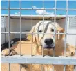  ?? FOTO: STREUNERHE­RZEN E. V ?? Im Tierheim L.I.D.A. auf Sardinien warten unzählige Hunde darauf, ein neues Zuhause zu bekommen.