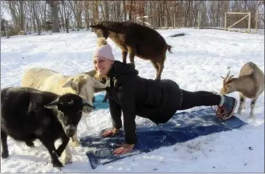  ?? PAT EATON-ROBB — THE ASSOCIATED PRESS ?? In this Wednesday photo, yoga instructor Danuta Wolk-Laniewski, demonstrat­es goat yoga at the Aussakita Acres farm in Manchester, Conn. The farm is partnering with the Hartford Yard Goats, the Double-A affiliate of the Colorado Rockies baseball team,...