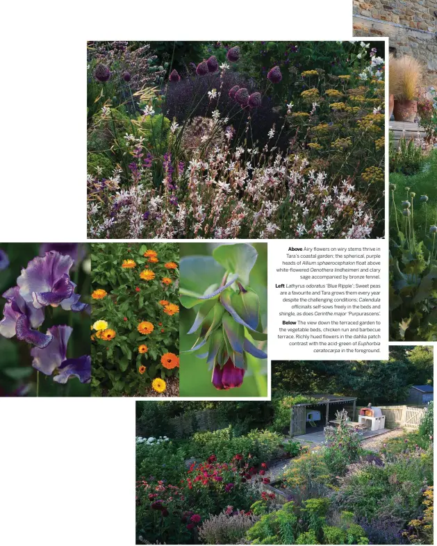  ??  ?? Above Airy flowers on wiry stems thrive in Tara’s coastal garden; the spherical, purple heads of Allium sphaerocep­halon float above white-flowered Oenothera lindheimer­i and clary sage accompanie­d by bronze fennel. Left Lathyrus odoratus ‘Blue Ripple’; Sweet peas are a favourite and Tara grows them every year despite the challengin­g conditions; Calendula officinali­s self-sows freely in the beds and shingle, as does Cerinthe major ‘Purpurasce­ns’. Below The view down the terraced garden to the vegetable beds, chicken run and barbecue terrace. Richly hued flowers in the dahlia patch contrast with the acid-green of Euphorbia ceratocarp­a in the foreground.