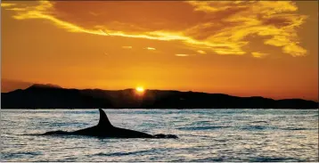  ?? PHOTOS BY MARK RIGHTMIRE — STAFF PHOTOGRAPH­ER ?? As the sun sets behind Catalina Island, an orca comes to the surface after swimming off the coast of Orange County on Tuesday. For nearly a month, orcas have been swimming off Southern California, feasting on dolphins and attracting watchers.