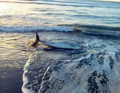  ??  ?? Il delfino ritrovato a Donoratico. Sotto, quello spiaggiato tra Castiglion­e della Pescaia e Marina di Grosseto