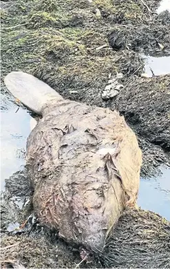  ?? Picture: SWNS. ?? The beaver found shot near Crieff.