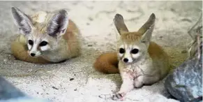  ??  ?? Adorable additions: VIsitors to the Melaka Zoo can now catch a glimpse of fennec foxes which were unveiled during the Chinese New Year holidays.