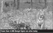  ??  ?? Fewer than 4,000 Bengal tigers are alive today