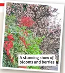  ?? ?? A stunning show of blooms and berries