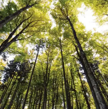  ??  ?? Die Augsburger Wälder sind ein wertvoller Schatz. Sie leiden aber auch unter dem Klimawande­l und müssen daher zum Teil „umgebaut“werden. Symbolfoto: Anne Wall