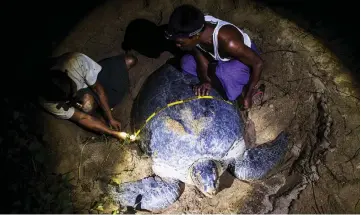  ??  ?? Rangers measuring the width of a green turtle at a nesting ground.