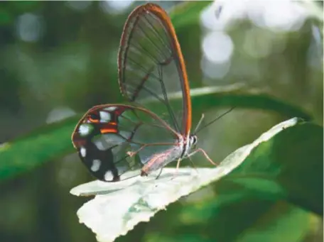  ?? / PNN ?? Yarumo Blanco hace ecoturismo comunitari­o desde el 2009.