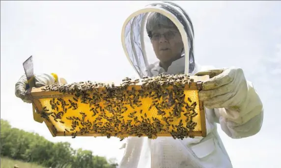  ?? Antonella Crescimben­i/Post-Gazette photos ?? Sister Lyn Szymkiewic­z observes a honeycomb from one of her beehives on the grounds of Sisters of St. Joseph of Baden on Tuesday. Sister Lyn began beekeeping 11 years ago; she extracts honey and sells it at local farmers markets.