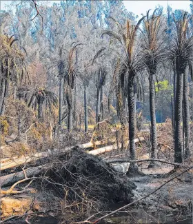  ?? ADRIANA THOMASA / EFE ?? Viña del Mar. Chile es el epicentro de una ola inédita de incendios.