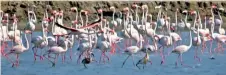  ?? ?? The Flamingoes that have been spotted