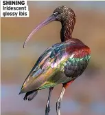  ?? ?? SHINING Iridescent glossy ibis