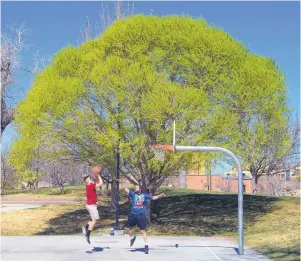  ?? GREG SORBER/JOURNAL ?? Brothers-in-law Gideon Wenig of Fond du Lac, Wis., left, and Jerome Miller of Albuquerqu­e take advantage of springlike weather to play one-on-one in Tiguex Park.