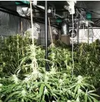  ??  ?? A section of the cannabis farm discovered in Merseyside