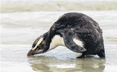  ?? PHOTO: JELLE IJNTEMA ?? Out in public . . . A Fiordland crested penguin takes a drink at Friendly Bay in Oamaru before being rescued by Oamaru Blue Penguin Colony staff.