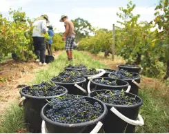  ??  ?? Left: Langmeil's The Freedom 1843 Shiraz vineyard in the Barossa Valley – one of the warmest regions and the driest on Pirie's temperatur­e and stress index chart, far left Tyson Stelzer is the author of 15 books on wine, and was named Internatio­nal...