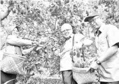  ??  ?? Ishak (centre) harvesting rambutan with help from Nazipah (left) and Shahid (right) at a rambutan farm in Nyelam, near Lachau in Sri Aman Division.