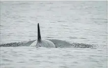  ?? KATY FOSTER THE CANADIAN PRESS ?? Killer whale J50 is shown off the coast of Washington State earlier this month. An ailing killer whale was last sighted off Washington state on Saturday and biologists say she was still struggling.