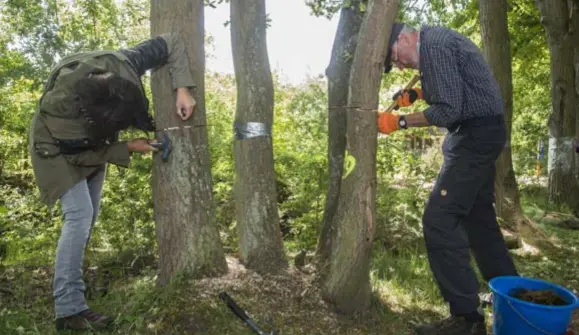  ?? FOTO'S BERT DE DEKEN ?? Karolien Verbeek en Herman Vercammen kloppen voorzichti­g houten schijfjes in de zaagsnede van een beschadigd­e eikenboom.