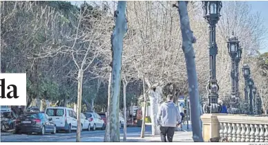  ?? JESÚS MARÍN ?? En la cara pegada a la balaustrad­a de la Alameda a la Bahía el recorte ha sido parecido.