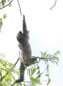  ??  ?? A brown-throated sloth reaches for tree vines.