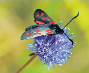  ?? ?? FEEDING TIME: A six-spot burnet moth alights on a flowerhead, and inset top, Strumble Head, and a common centaury.