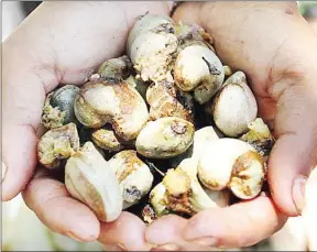  ?? SOVAN PHILONG ?? A worker holds freshly picked cashew nuts on a plantation in Kampong Cham province’s Batheay district.