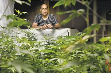  ?? Photos by Michael Macor / The Chronicle ?? Above: Alexis Bronson is surrounded by the cannabis clones he grows in his facility. Below: Bronson, whose Medicinal Organic supplies clones of plants as well as seeds to Bay Area dispensari­es, tends to his clones.