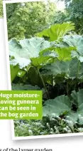  ??  ?? Huge moisturelo­ving gunnera can be seen in the bog garden