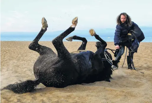  ?? PHOTO: GETTY IMAGES ?? Play time . . . Cotrainer Ciaron Maher watches Sir Dragonet, one of the leading hopes in today’s Melbourne Cup, roll in the sand at Mordialloc Beach in Melbourne yesterday.