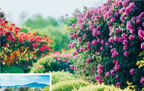  ?? ?? Above: Chinese roses bloom at Chenshan Botanical Garden — Courtesy of Chenshan Botanical Garden (Photograph­er: Shen Qiyi)