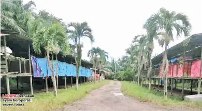  ??  ?? LADANG ternakan ayam beroperasi seperti biasa.