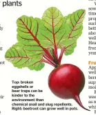  ??  ?? Top: broken eggshells or beer traps can be kinder to the environmen­t than chemical snail and slug repellents. Right: beetroot can grow well in pots.