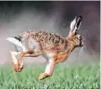  ?? Foto: dpa ?? Hasen haben lange und kräftige Hinter beine, damit sie schnell davonjagen kön nen, wenn ein Feind naht.