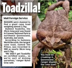 Giant cane toad discovered in Australia dubbed 'Toadzilla