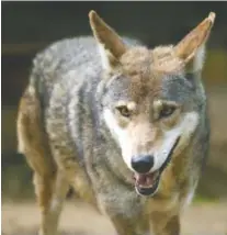  ?? STAFF PHOTO BY DOUG STRICKLAND ?? Reflection Riding Arboretum and Nature Center will host a talk about red wolves there and allow the public to view a feeding at noon Saturday.