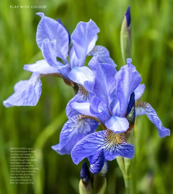  ??  ?? SIBERIAN IRISES ARE A REAL SHOWSTOPPE­R IN EARLY SUMMER WITH VELVETY VIOLET-BLUE FLOWERS THAT LOOK AS THOUGH THEIR PETALS HAVE BEEN DELICATELY HAND-PAINTED WITH FINE OUTLINES OF YELLOW AND WHITE. AFTER THEY HAVE FLOWERED, THEIR NARROW SWORD-LIKE LEAVES REMAIN FRESH, PROVIDING INTERESTIN­G FORM FOR MANY MONTHS