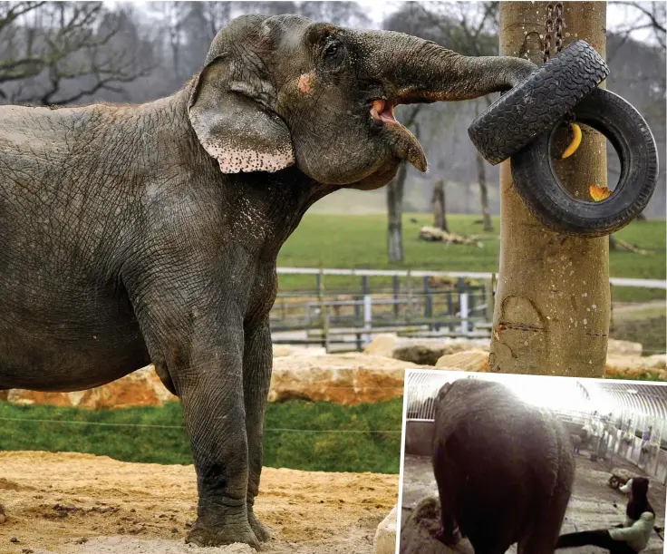  ??  ?? freedoms of her enclosure at Longleat Safari Park. Food is hidden in tyres to encourage her to forage