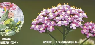  ??  ?? 蕁麻葉。（路透資料照片）歐蓍草。（取材自百度百科）