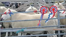  ??  ?? Rosette sheep after impressing judges. 16_T32_Bunessansh­ow17