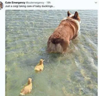  ?? TWITTER ?? Cute Emergency is a 24/7 stream of adorable animal photos, memes and videos.