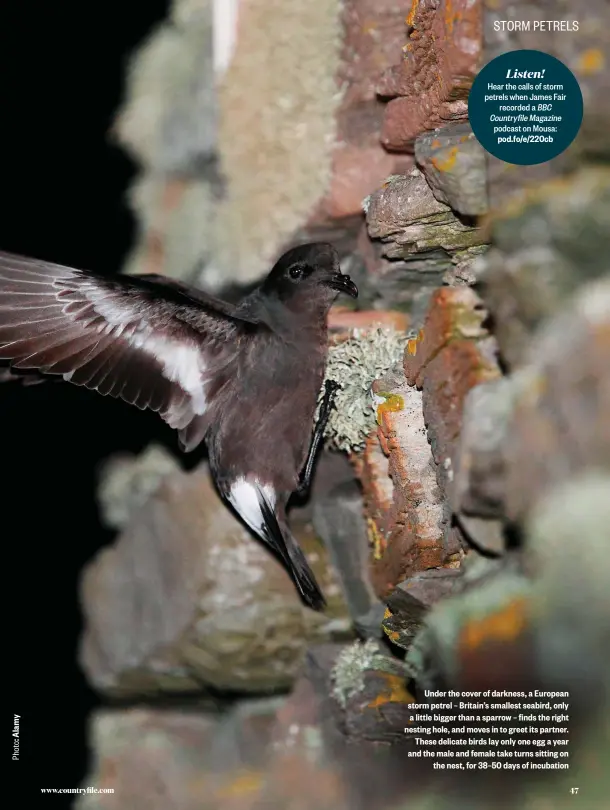  ??  ?? Under the cover of darkness, a European storm petrel – Britain’s smallest seabird, only a little bigger than a sparrow – finds the right nesting hole, and moves in to greet its partner. These delicate birds lay only one egg a year and the male and female take turns sitting on the nest, for 38–50 days of incubation