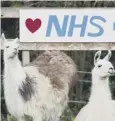  ??  ?? 0 Nanobodies: Llamas could be a key to beating coronaviru­s