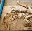  ?? Foto: Sauriermus­eum Frick, dpa ?? Dieses Skelett eines jungen Dinosaurie­rs ist fast vollständi­g erhalten.