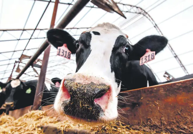  ??  ?? Cows feed on hay in Bill Sorg’s dairy farm in Hastings, Minnesota, Oct. 3.