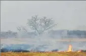  ?? HT ARCHIVE ?? A farmer burns his crop residue in Rohtak district of Haryana in ■
May 2019.