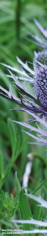  ??  ?? Sea Holly attracts the local wildlife