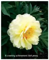  ??  ?? A crowning achievemen­t: Itoh peony