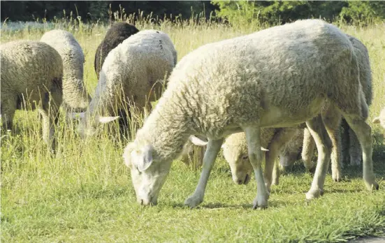  ?? Foto: Freepik ?? Klingt makaber, stimmt aber: Regionale Schafsrass­en schützt man, indem man sie isst. Sonst sterben sie aus.