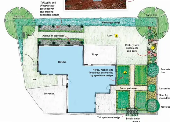  ??  ?? Tulbaghia and Plectranth­usgroundco­ver, low-growing spekboom hedge